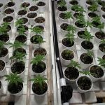 Reproducir plantas por esquejes paisjismo y jardineria Madrid Jardinea