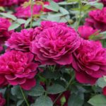 Las 10 mejores rosas. Jardineros de madrid Jardinea