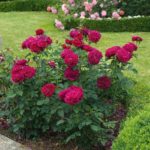 Las 10 mejores rosas. Jardineros de madrid Jardinea