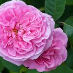 Las 10 mejores rosas. Jardineros de madrid Jardinea