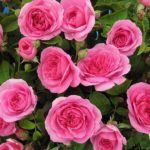 Las 10 mejores rosas. Jardineros de madrid Jardinea