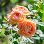 Las 10 mejores rosas. Jardineros de madrid Jardinea