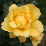 Las 10 mejores rosas. Jardineros de madrid Jardinea