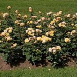 Las 10 mejores rosas. Jardineros de madrid Jardinea