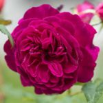 Las 10 mejores rosas. Jardineros de madrid Jardinea