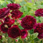 Las 10 mejores rosas. Jardineros de madrid Jardinea