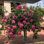 Las 10 mejores rosas. Jardineros de madrid Jardinea