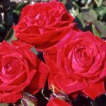 Las 10 mejores rosas. Jardineros de madrid Jardinea