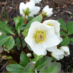 Rosa de Navidad-Jardinea. Jardineros en Alcobendas.La Moraleja Majadahonda