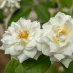 Las 10 mejores rosas. Jardineros de madrid Jardinea