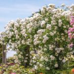 Las 10 mejores rosas. Jardineros de madrid Jardinea