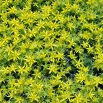 Sedum 2- 20 plantas de verano fáciles de cuidar Diseño de jardines en madrid y mantenimiento Jardinea