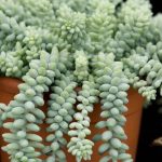 Sedum burrito 10 Diseño jardines Madrid Jardinea