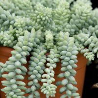 Sedum burrito 10 Diseño jardines Madrid Jardinea