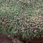 Sedum dasyphyllum 6 Diseño jardines Madrid Jardinea