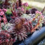 Sempervivums 4 Diseño jardines Madrid Jardinea