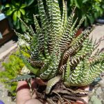 Suculenta cebra- 20 plantas de verano fáciles de cuidar Diseño de jardines en madrid y mantenimiento Jardinea