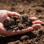 Tendencias de jardinería para el año 2020 Suelos sostenibles