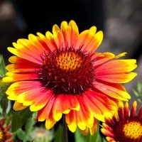 Tareas esenciales. Prepara tu jardín de primavera ahora, en otoño. La Plantación. Prepara tu jardín de primavera ahora, en otoño Gaillardia