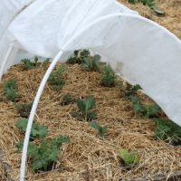 Tareas esenciales. Prepara tu jardín de primavera ahora, en otoño. La protección contra el frío. Prepara tu jardín de primavera ahora, en otoño