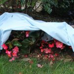 Tareas esenciales. Prepara tu jardín de primavera ahora, en otoño. La protección contra el frío. Prepara tu jardín de primavera ahora, en otoño