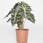 Tendencias de jardineria para el año 2020 Plantas de hoja grande alocasia