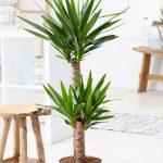 Tendencias de jardineria para el año 2020 Plantas de hoja grande yuca