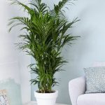 Tendencias de jardineria para el año 2020 Plantas grandes Kentia