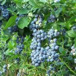 Tendencias de jardinería para el año 2020 Arandanos