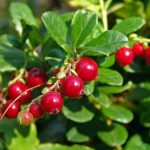 Tendencias de jardinería para el año 2020 Arandanos-rojos