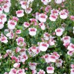 Tendencias de jardinería para el año 2020 Diascia