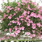 Tendencias de jardinería para el año 2020 Diascia