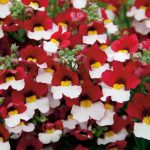 Tendencias de jardinería para el año 2020 Nemesia