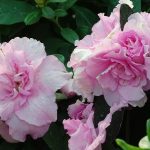 Tendencias de jardinería para el año 2020 Rododendro Jardin sostenible