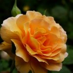Tendencias de jardinería para el año 2020 Rosa Honey Perfume Aromatica