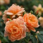 Tendencias de jardinería para el año 2020 Rosa Last Rose Aromatica