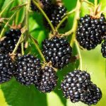 Tendencias de jardinería para el año 2020 zarzamora-sin-espinas