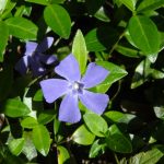 Vinca 2- 20 plantas de verano fáciles de cuidar Diseño de jardines en madrid y mantenimiento Jardinea