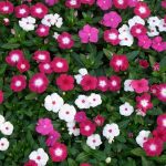 Vinca- 20 plantas de verano fáciles de cuidar Diseño de jardines en madrid y mantenimiento Jardinea