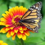 Zinnia- 20 plantas de verano fáciles de cuidar Diseño de jardines en madrid y mantenimiento Jardinea