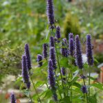 agastache- 20 plantas de verano fáciles de cuidar Diseño de jardines en madrid y mantenimiento Jardineamin