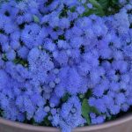 ageratum azul-20 plantas de verano fáciles de cuidar Diseño de jardines en madrid y mantenimiento Jardinea