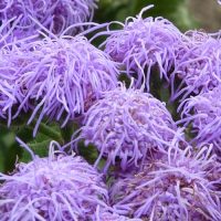 ageratum color lila-20 plantas de verano fáciles de cuidar Diseño de jardines en madrid y mantenimiento Jardinea