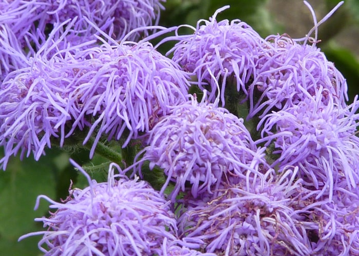 ageratum color lila-20 plantas de verano fáciles de cuidar Diseño de jardines en madrid y mantenimiento Jardinea