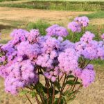 ageratum-rosa-20 plantas de verano fáciles de cuidar Diseño de jardines en madrid y mantenimiento Jardinea