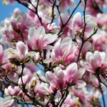 magnolia-Proyectos-de-paisajismo-y-jardineria-en-Madrid-La-moraleja-Alcobendas-Jardinea