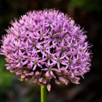 allium- 20 plantas de verano fáciles de cuidar Diseño de jardines en madrid y mantenimiento Jardinea