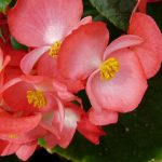 begonia 2- 20 plantas de verano fáciles de cuidar Diseño de jardines en madrid y mantenimiento Jardinea