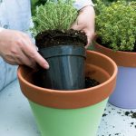 cultivar plantas en macetas y jardineras jardineria y paisajismo madrid Jardinea como exrtaer la planta del vivero