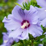 cultivar Hibiscos en macetas y jardineras jardineria y paisajismo madrid Jardinea